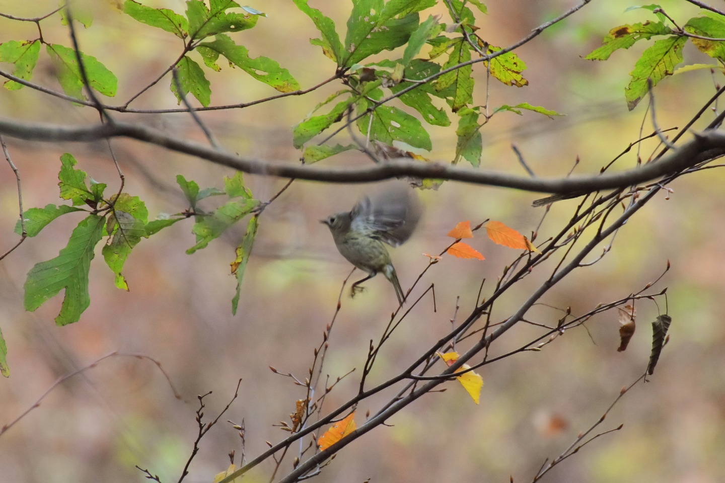 Canon EOS 60D + TAMRON SP 70-300mm F/4-5.6 Di VC USD (A005) + Kenko DIGITAL TELEPLUS PRO300 1.4X DGX