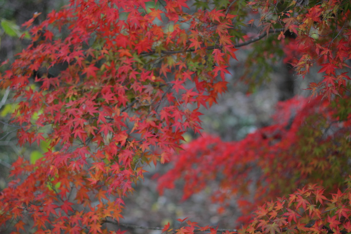 Canon EOS 60D + Canon EF50mm F1.4 USM + Kenko C-PL