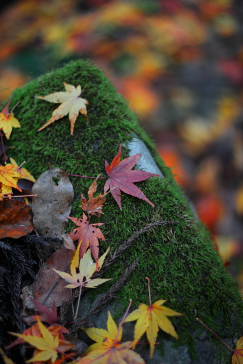 Canon EOS 60D + Canon EF50mm F1.4 USM + Kenko C-PL