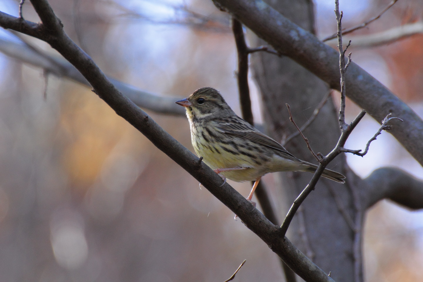 Canon EOS 60D + TAMRON SP 70-300mm F/4-5.6 Di VC USD (A005) + Kenko DIGITAL TELEPLUS PRO300 1.4X DGX