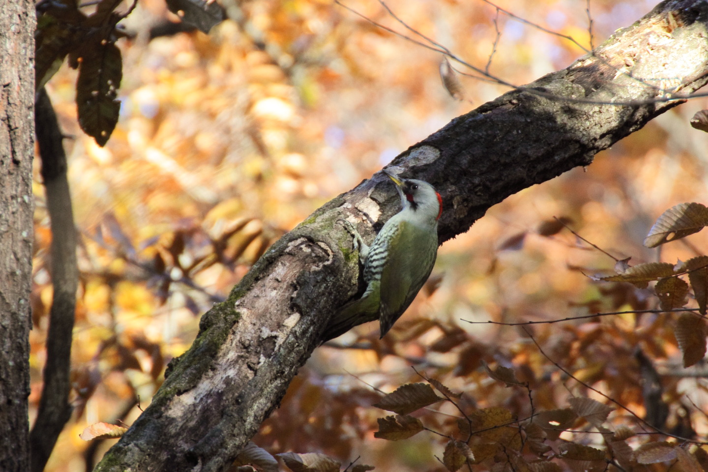 Canon EOS 60D + TAMRON SP 70-300mm F/4-5.6 Di VC USD (A005) + Kenko DIGITAL TELEPLUS PRO300 1.4X DGX