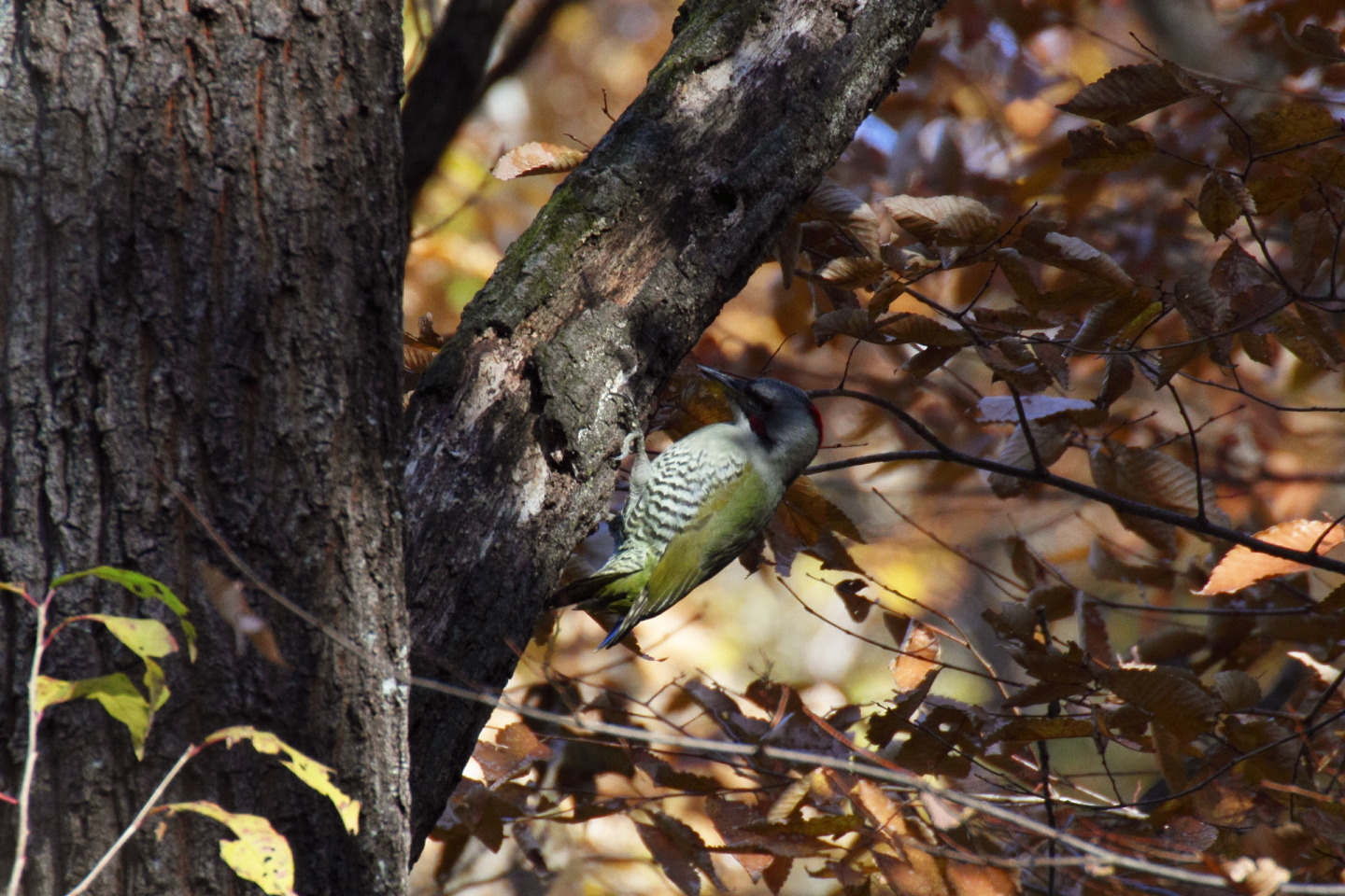 Canon EOS 60D + TAMRON SP 70-300mm F/4-5.6 Di VC USD (A005) + Kenko DIGITAL TELEPLUS PRO300 1.4X DGX