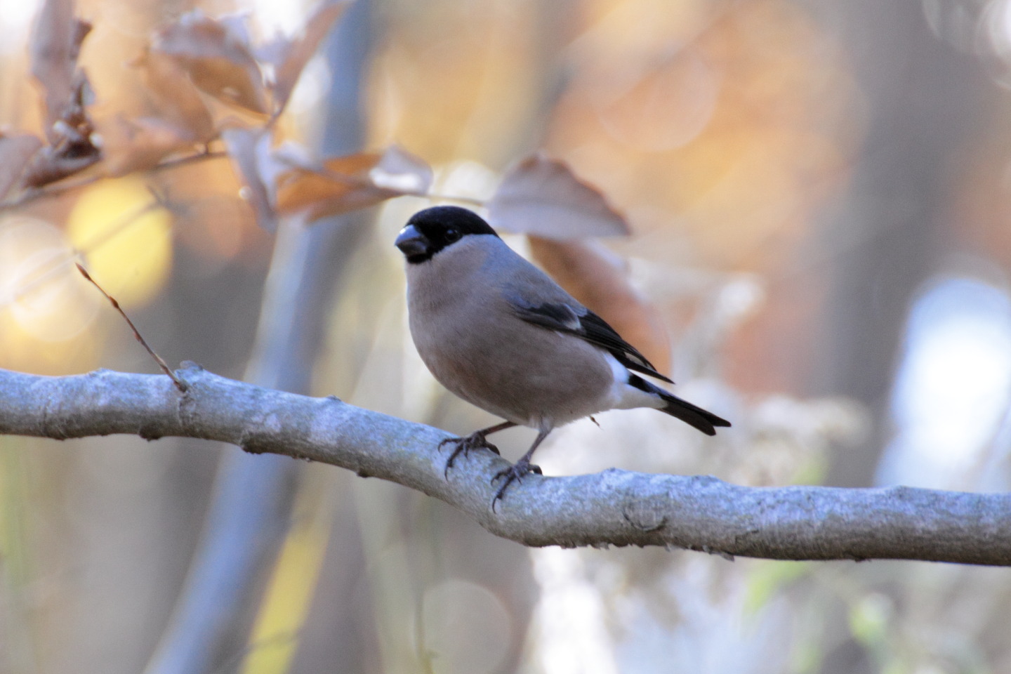 Canon EOS 60D + TAMRON SP 70-300mm F/4-5.6 Di VC USD (A005) + Kenko DIGITAL TELEPLUS PRO300 1.4X DGX