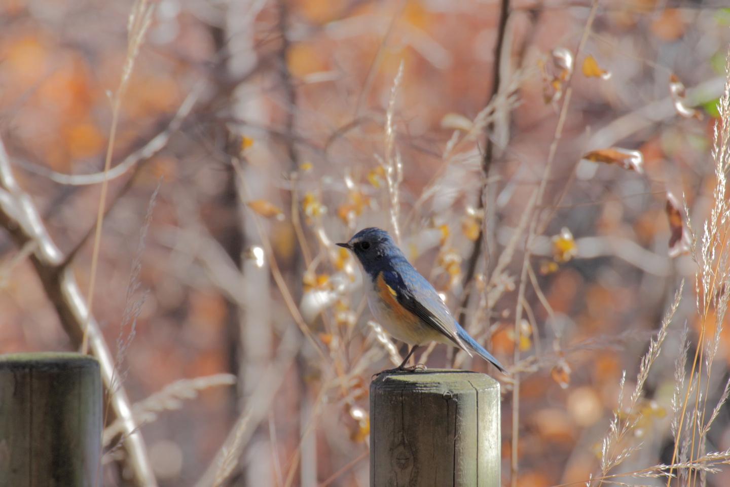 Canon EOS 60D + TAMRON SP 70-300mm F/4-5.6 Di VC USD (A005) + Kenko DIGITAL TELEPLUS PRO300 1.4X DGX