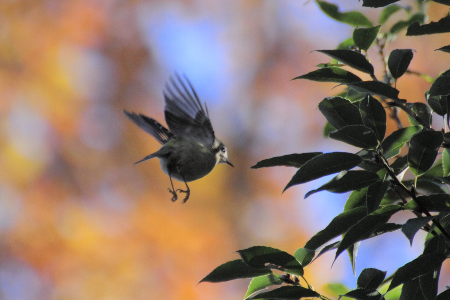 Canon EOS 60D + TAMRON SP 70-300mm F/4-5.6 Di VC USD (A005) + Kenko DIGITAL TELEPLUS PRO300 1.4X DGX