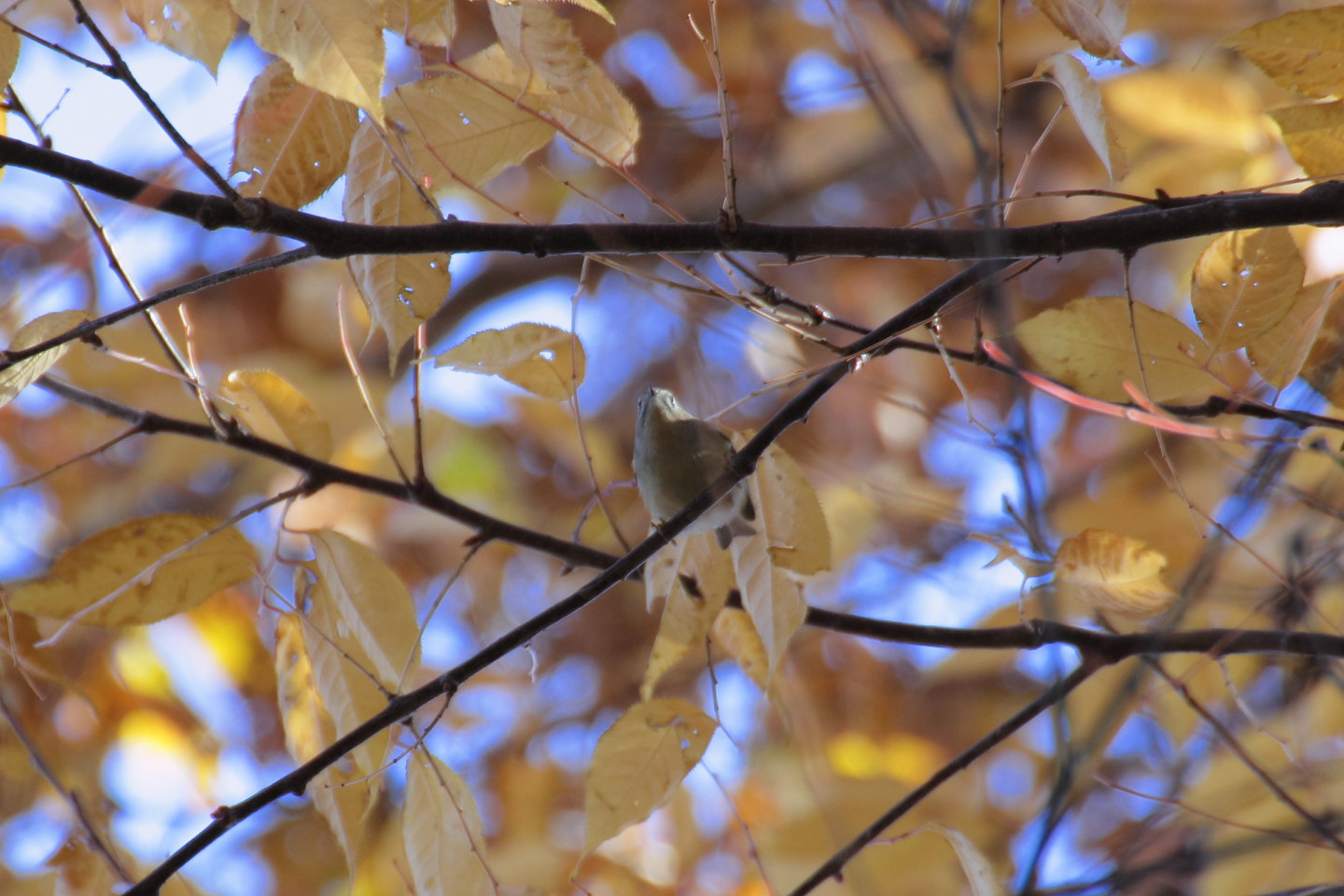 Canon EOS 60D + TAMRON SP 70-300mm F/4-5.6 Di VC USD (A005) + Kenko DIGITAL TELEPLUS PRO300 1.4X DGX