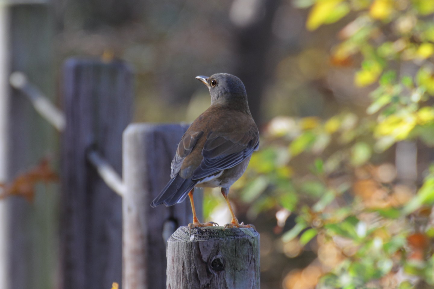 Canon EOS 60D + TAMRON SP 70-300mm F/4-5.6 Di VC USD (A005)