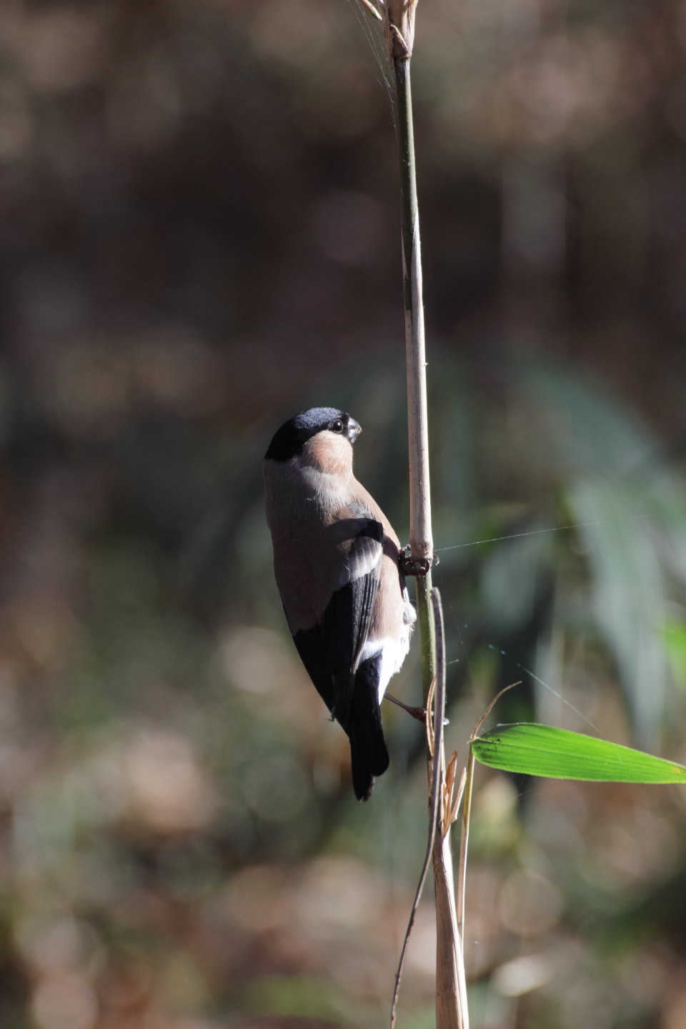 Canon EOS 60D + TAMRON SP 70-300mm F/4-5.6 Di VC USD (A005)