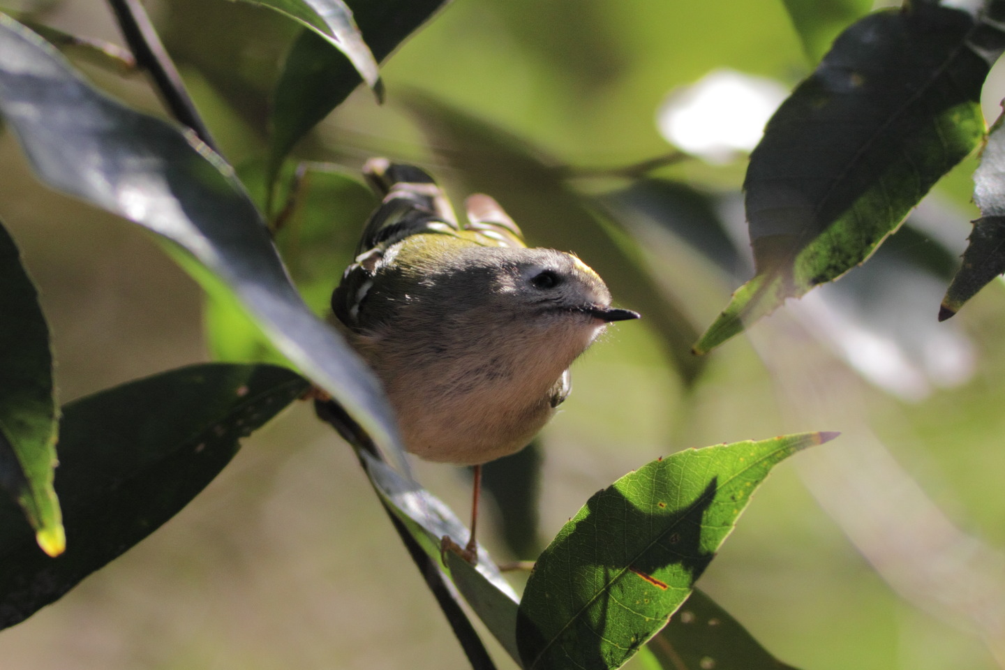 Canon EOS 60D + EF400mm F5.6L USM