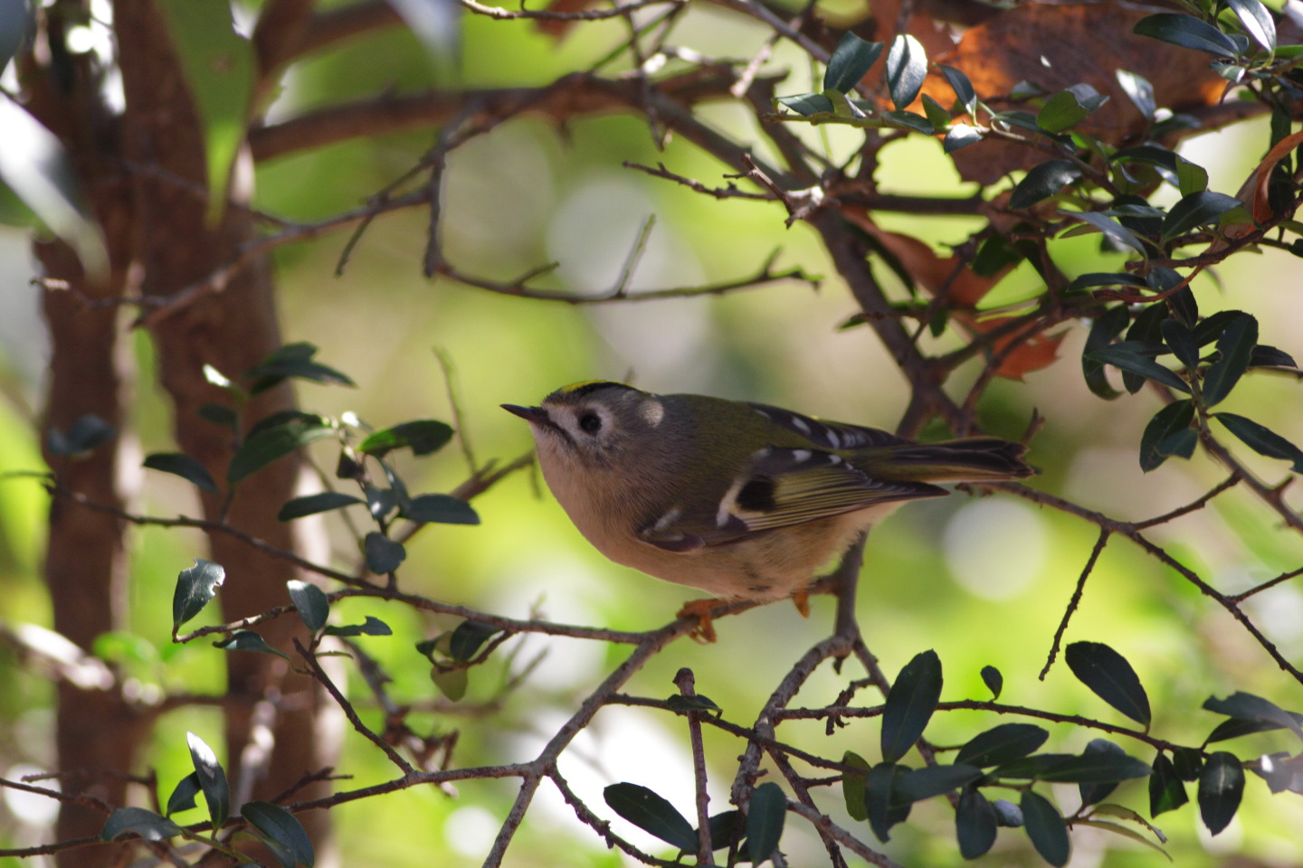 Canon EOS 60D + EF400mm F5.6L USM