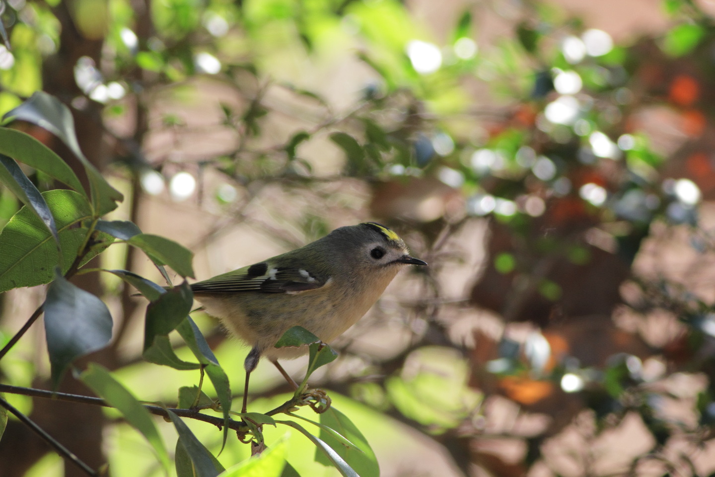 Canon EOS 60D + EF400mm F5.6L USM