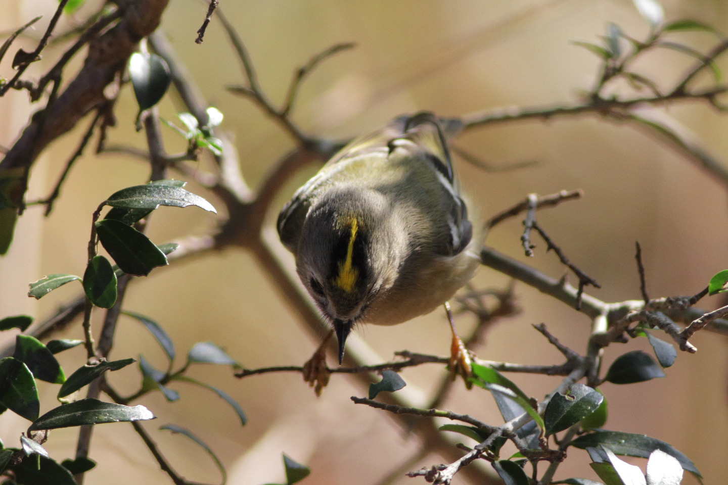 Canon EOS 60D + EF400mm F5.6L USM