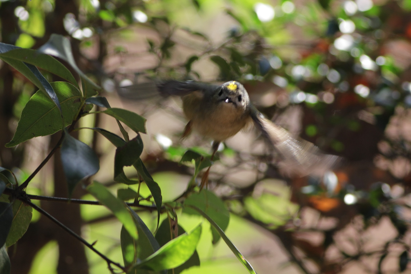 Canon EOS 60D + EF400mm F5.6L USM