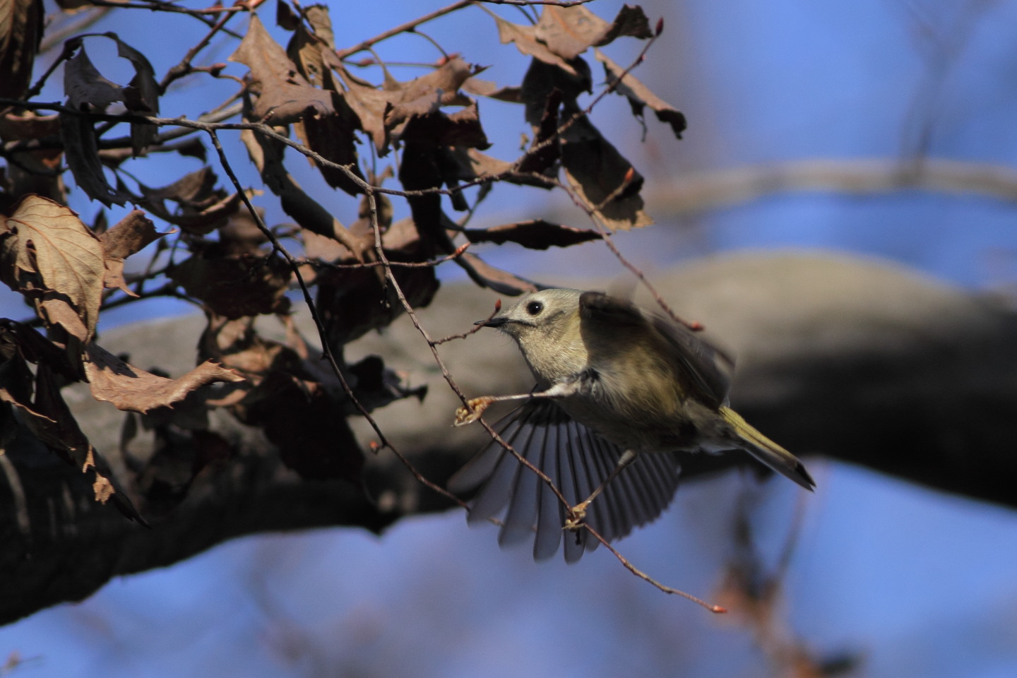 Canon EOS 60D + EF400mm F5.6L USM