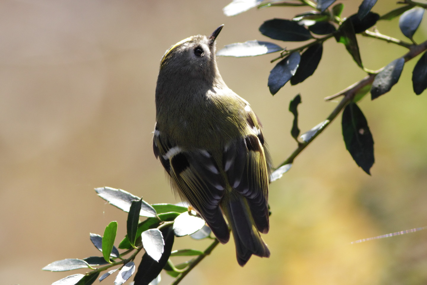 Canon EOS 60D + EF400mm F5.6L USM