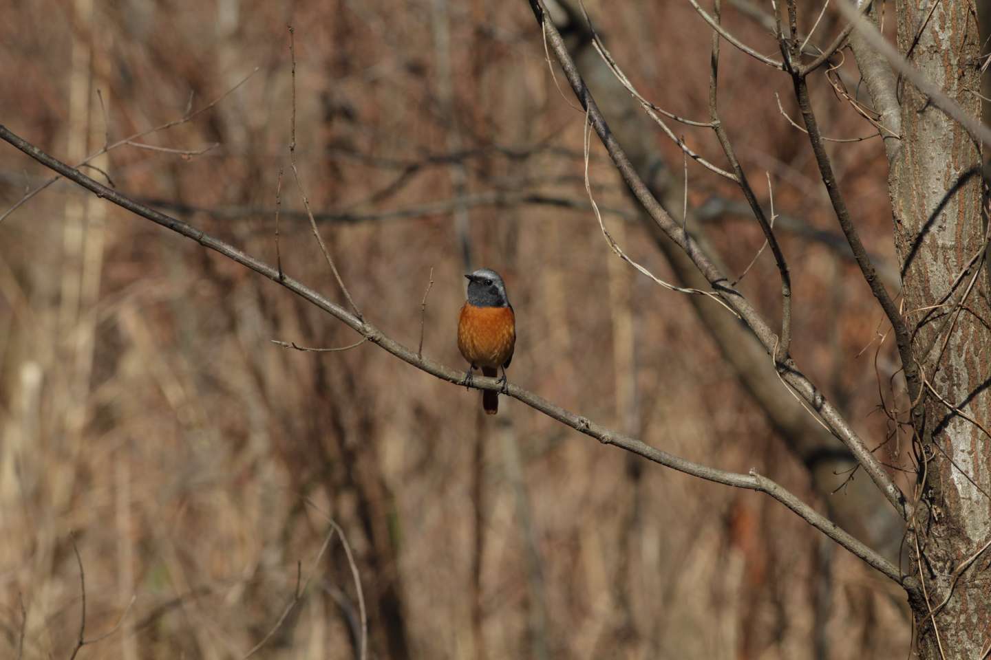 Canon EOS 60D + EF400mm F5.6L USM