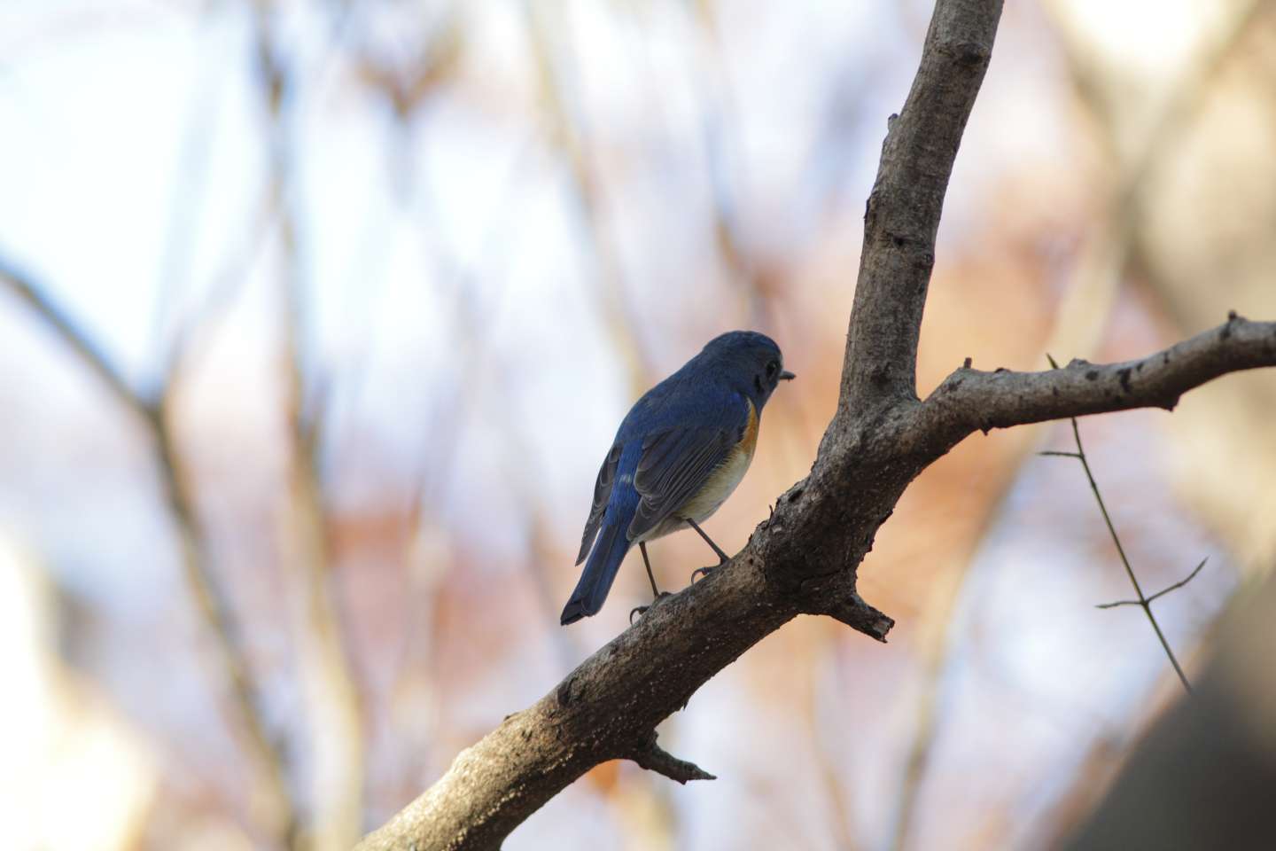 Canon EOS 60D + EF400mm F5.6L USM