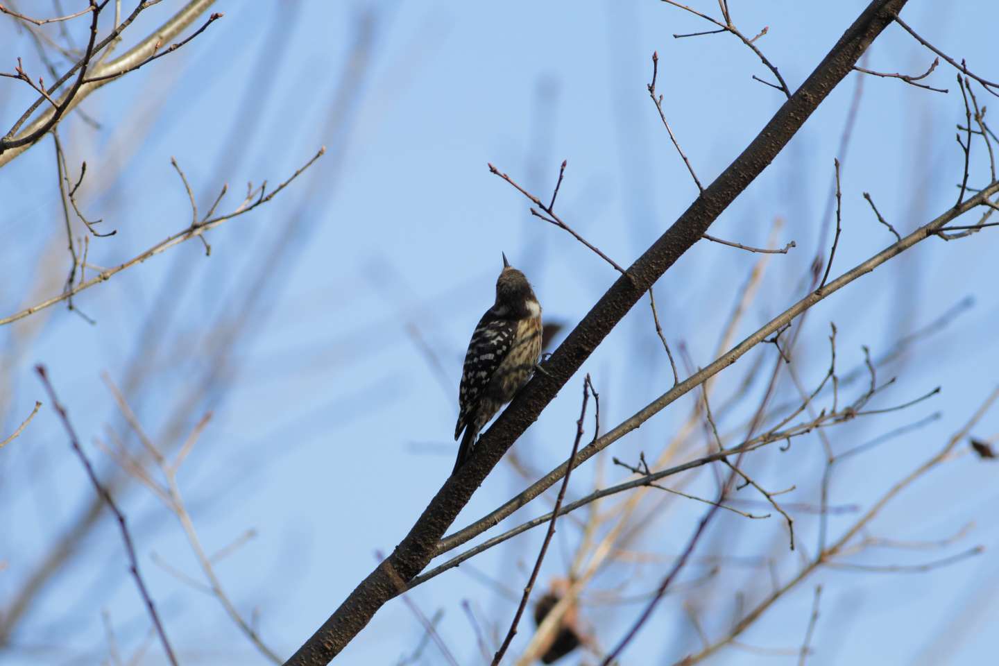 Canon EOS 60D + EF400mm F5.6L USM