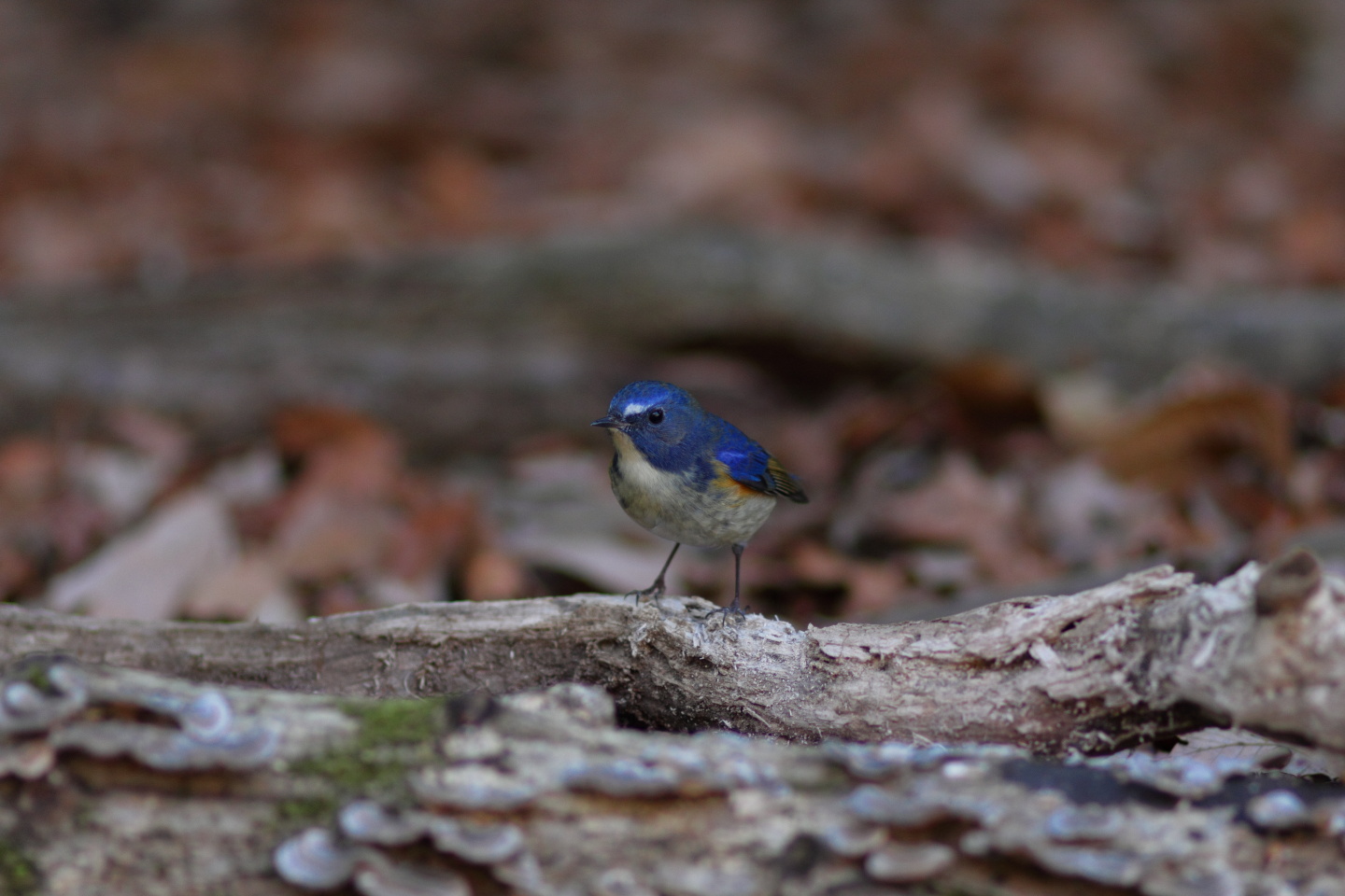 Canon EOS 60D + Canon EF100mm F2 USM