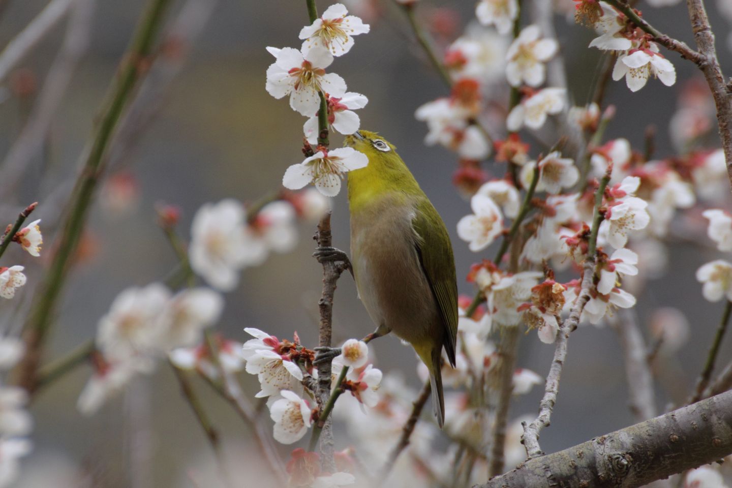 Canon EOS 60D + TAMRON SP 70-300mm F/4-5.6 Di VC USD (A005)