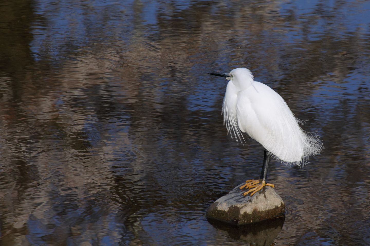 Canon EOS 60D + TAMRON SP 70-300mm F/4-5.6 Di VC USD (A005)