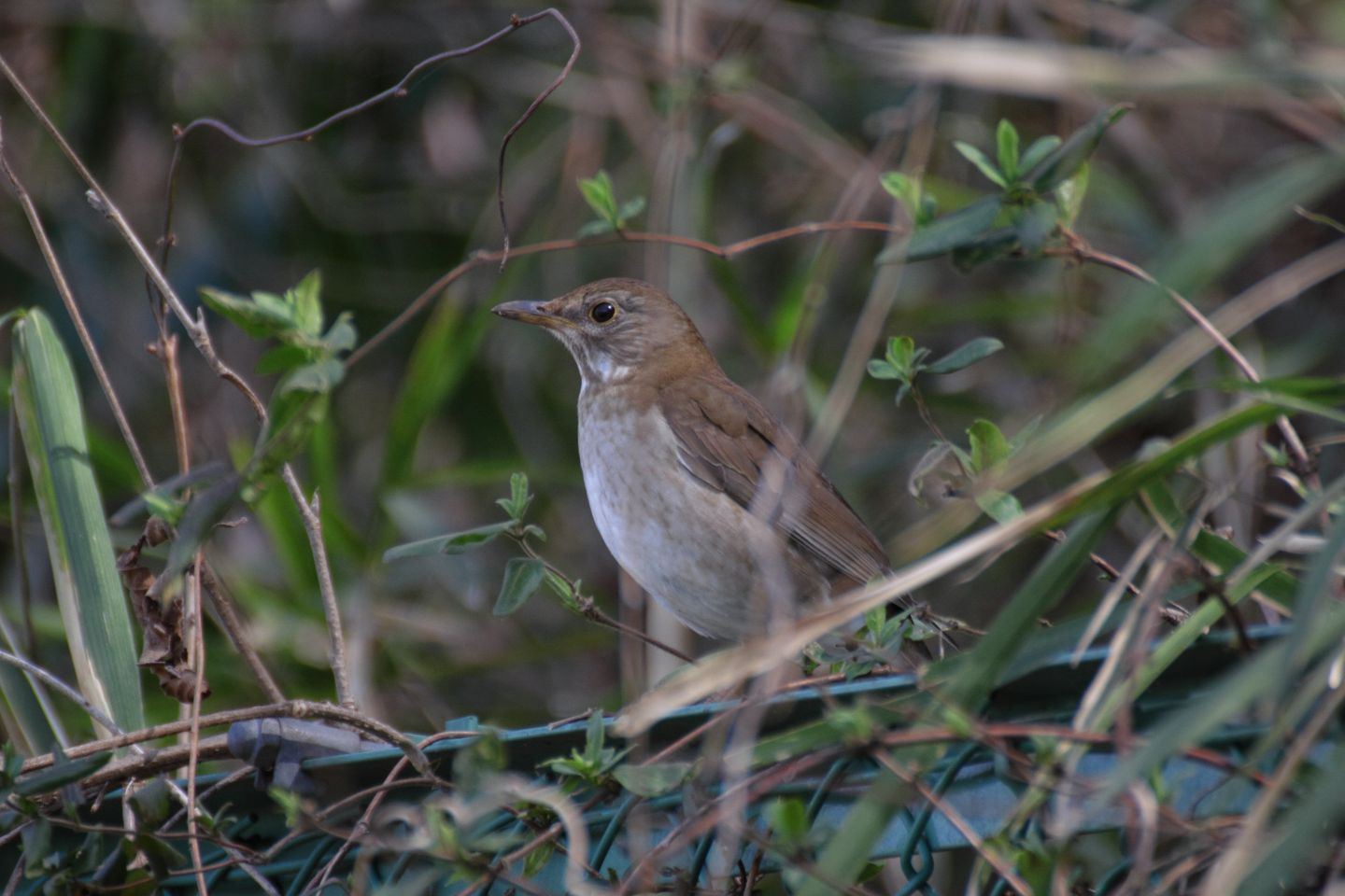 Canon EOS 60D + TAMRON SP 70-300mm F/4-5.6 Di VC USD (A005)