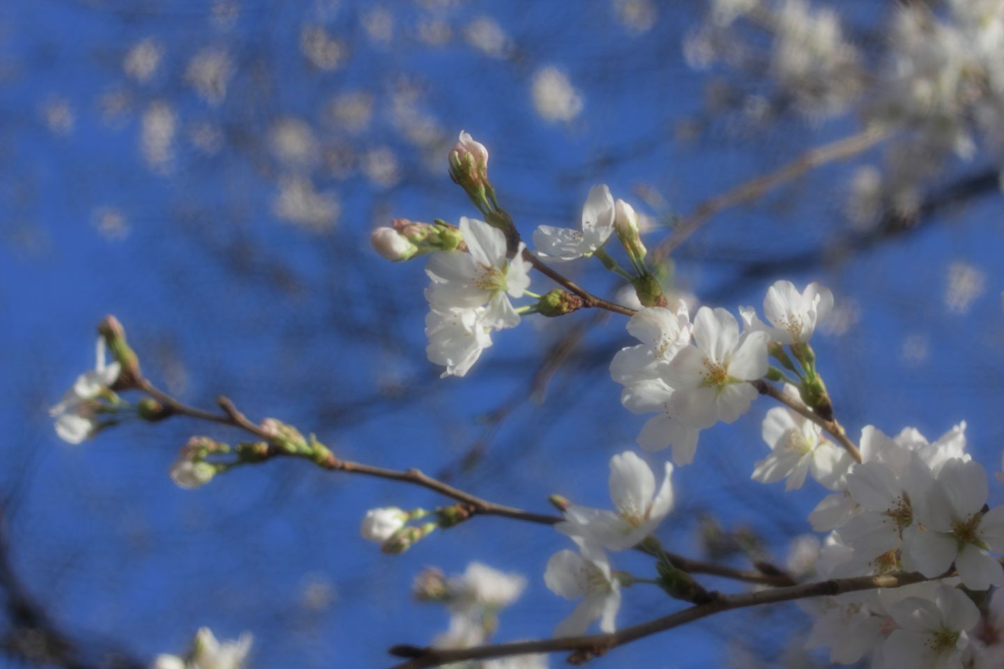 Canon EOS 60D + Canon EF35mm F2