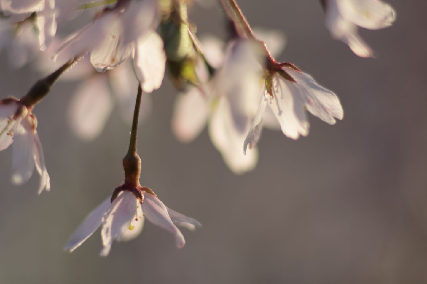 Canon EOS 60D + Canon EF100mm F2 USM + Extension Tube EF25II