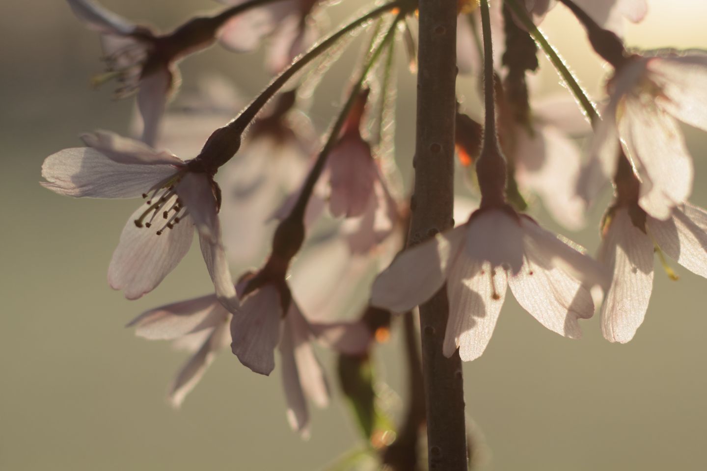 Canon EOS 60D + Canon EF100mm F2 USM + Extension Tube EF25II