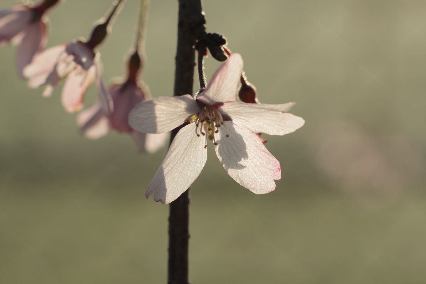 Canon EOS 60D + Canon EF100mm F2 USM + Extension Tube EF25II