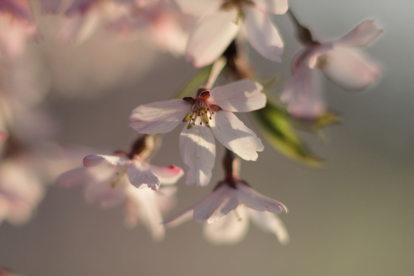 Canon EOS 60D + Canon EF100mm F2 USM + Extension Tube EF25II