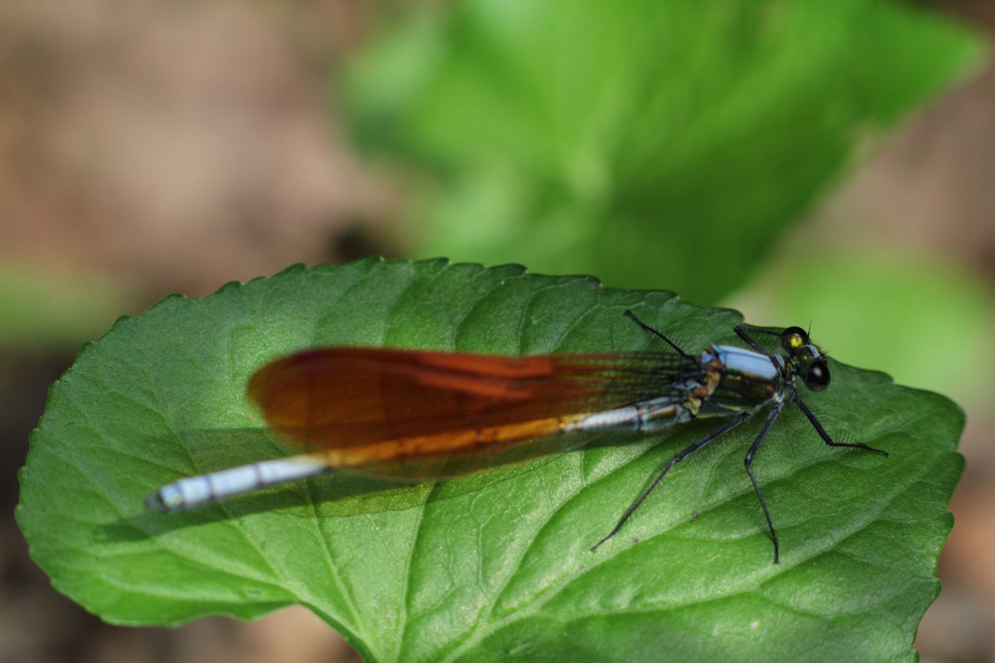 Canon EOS 60D + Canon EF100mm F2 USM + Extension Tube EF25II