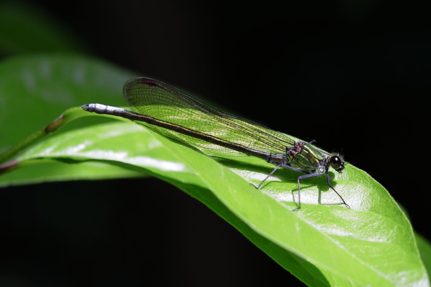 Canon EOS 60D + Canon EF100mm F2 USM + Extension Tube EF12II