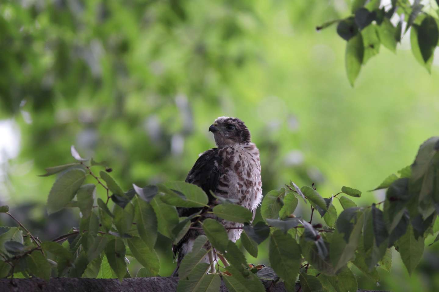 Canon EOS 60D + Canon EF300mm F4L IS USM + Canon EXTENDER EF1.4×II