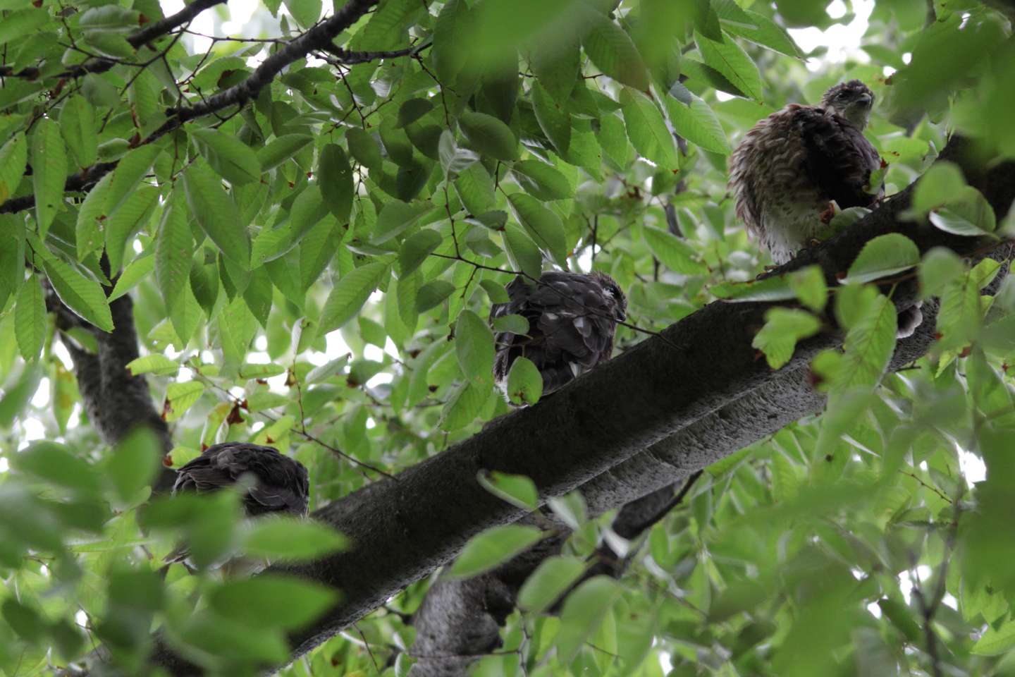 Canon EOS 60D + Canon EF300mm F4L IS USM + Canon EXTENDER EF1.4×II