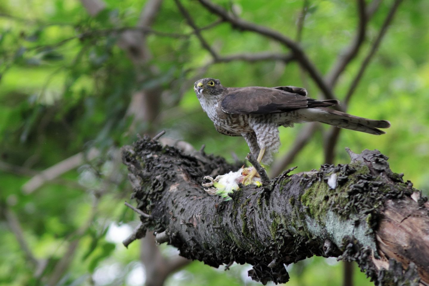 Canon EOS 60D + Canon EF300mm F4L IS USM