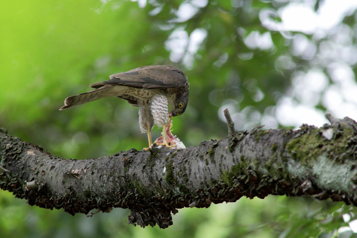 Canon EOS 60D + Canon EF300mm F4L IS USM