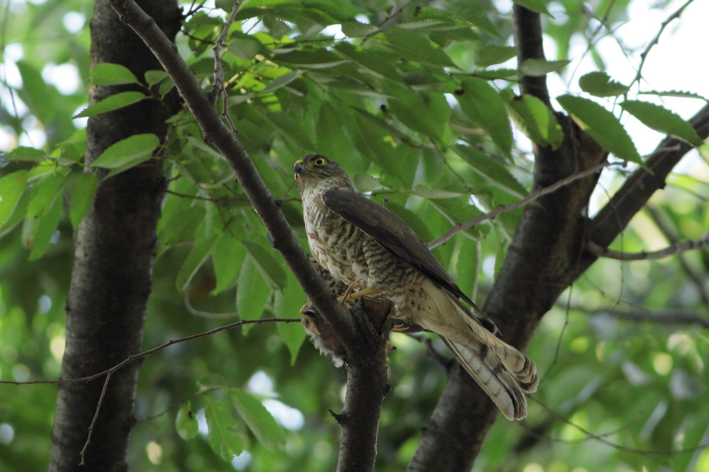 Canon EOS 60D + Canon EF400mm F5.6L USM