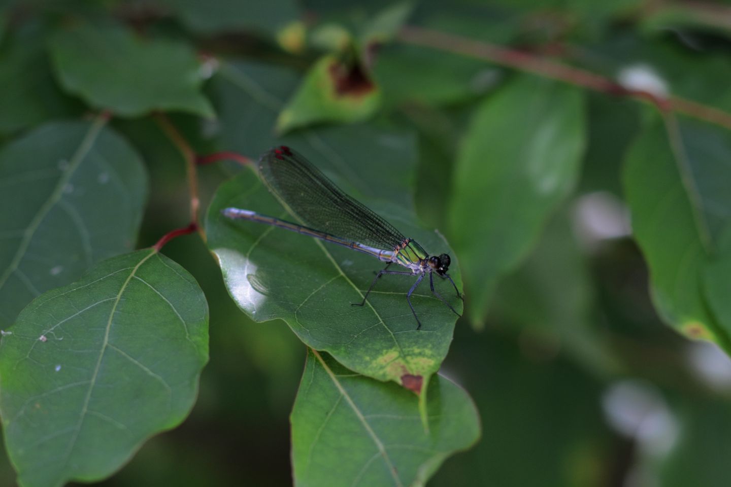 Canon EOS 60D + Canon EF100mm F2 USM