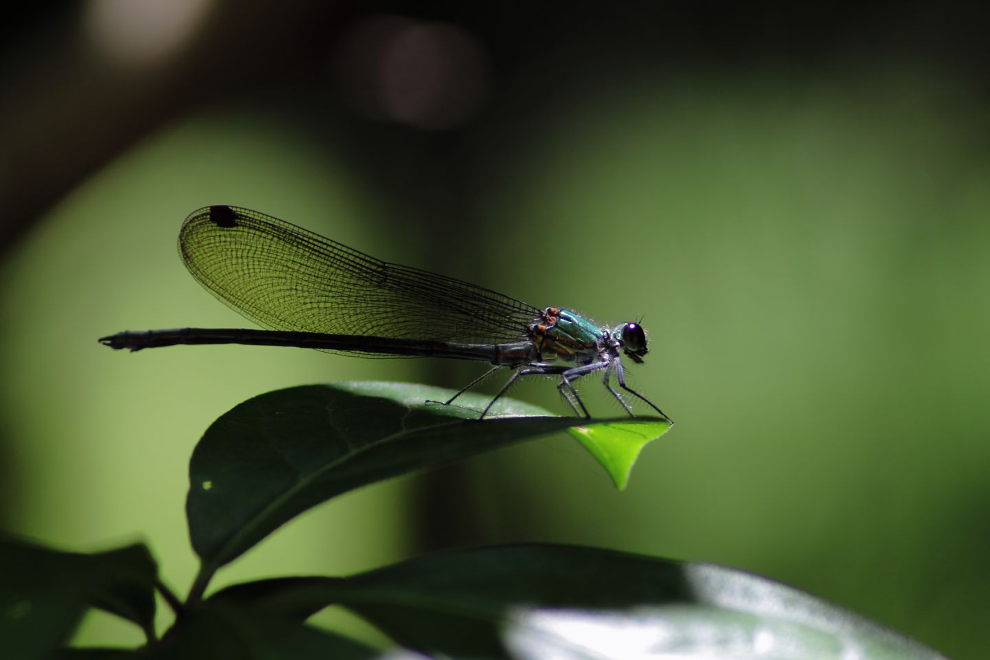 Canon EOS 60D + Canon EF100mm F2 USM + Kenko DIGITAL TELEPLUS PRO300 1.4X DGX