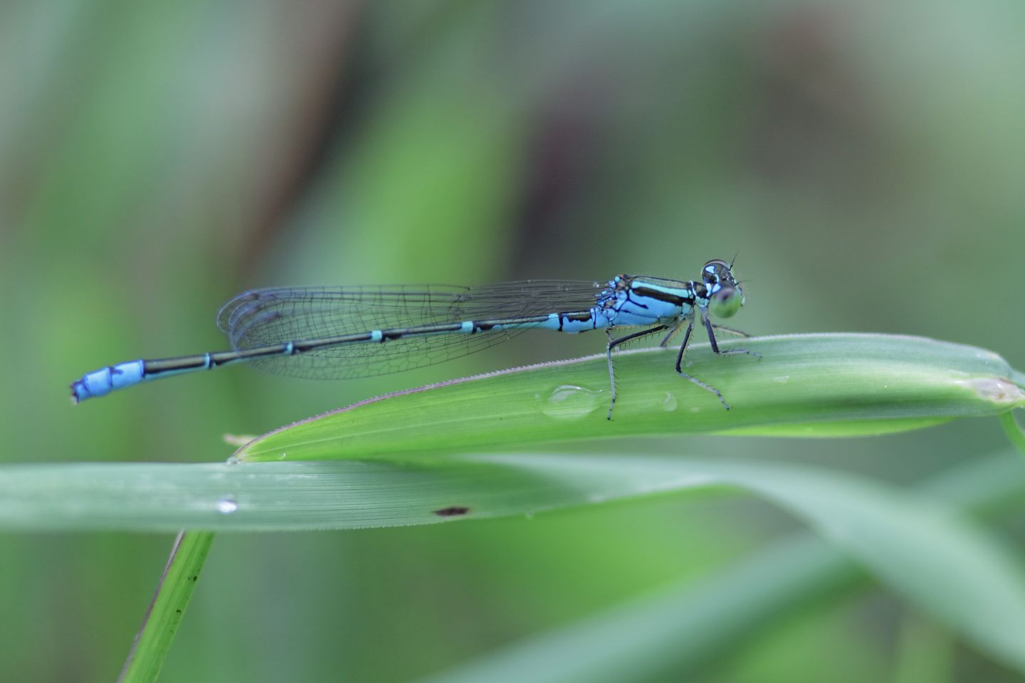 Canon EOS 60D + Canon EF100mm F2 USM + Extension Tube EF25II