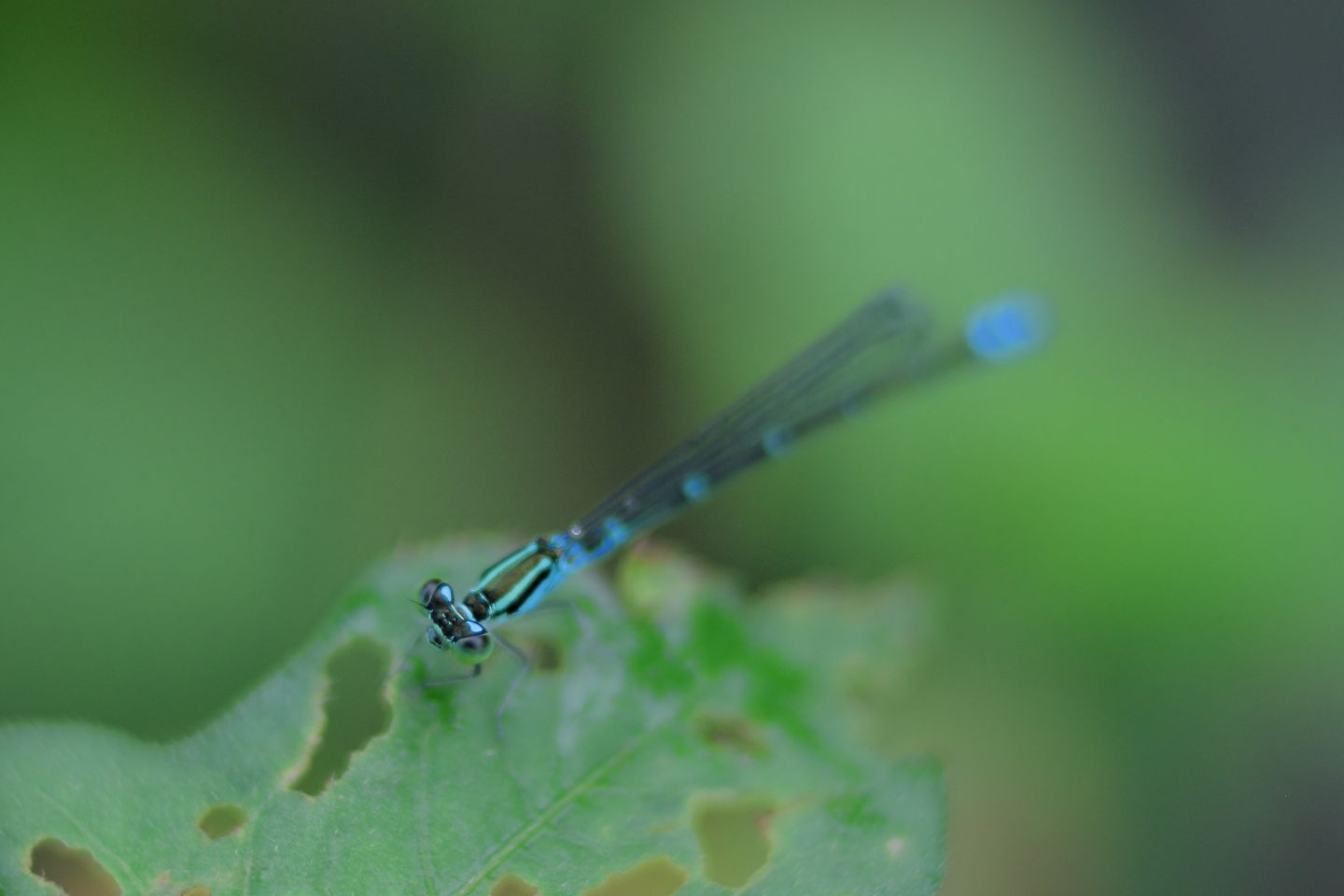 Canon EOS 60D + Canon EF100mm F2 USM + Extension Tube EF25II