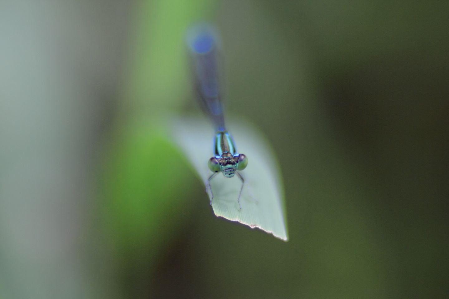 Canon EOS 60D + Canon EF100mm F2 USM + Extension Tube EF25II