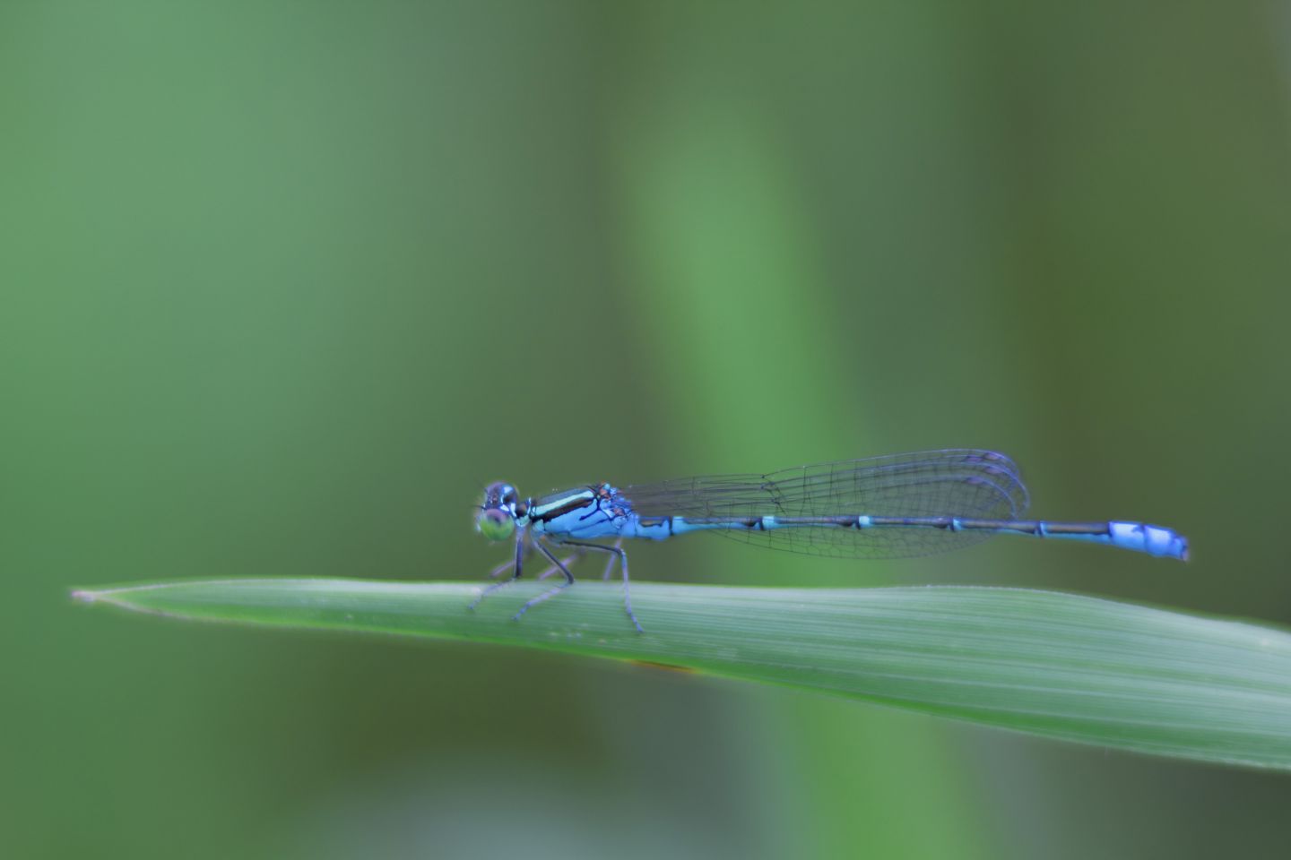 Canon EOS 60D + Canon EF100mm F2 USM + Extension Tube EF25II