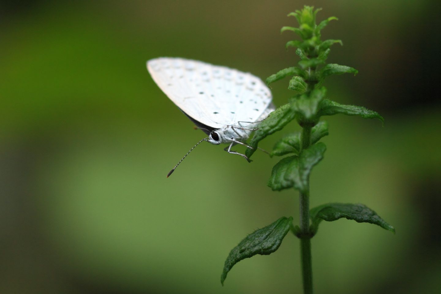 Canon EOS 60D + Canon EF100mm F2 USM + Extension Tube EF25II