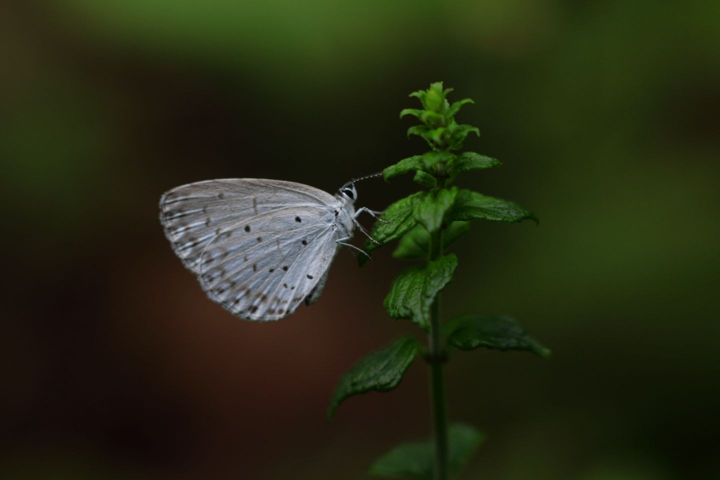 Canon EOS 60D + Canon EF100mm F2 USM + Extension Tube EF25II