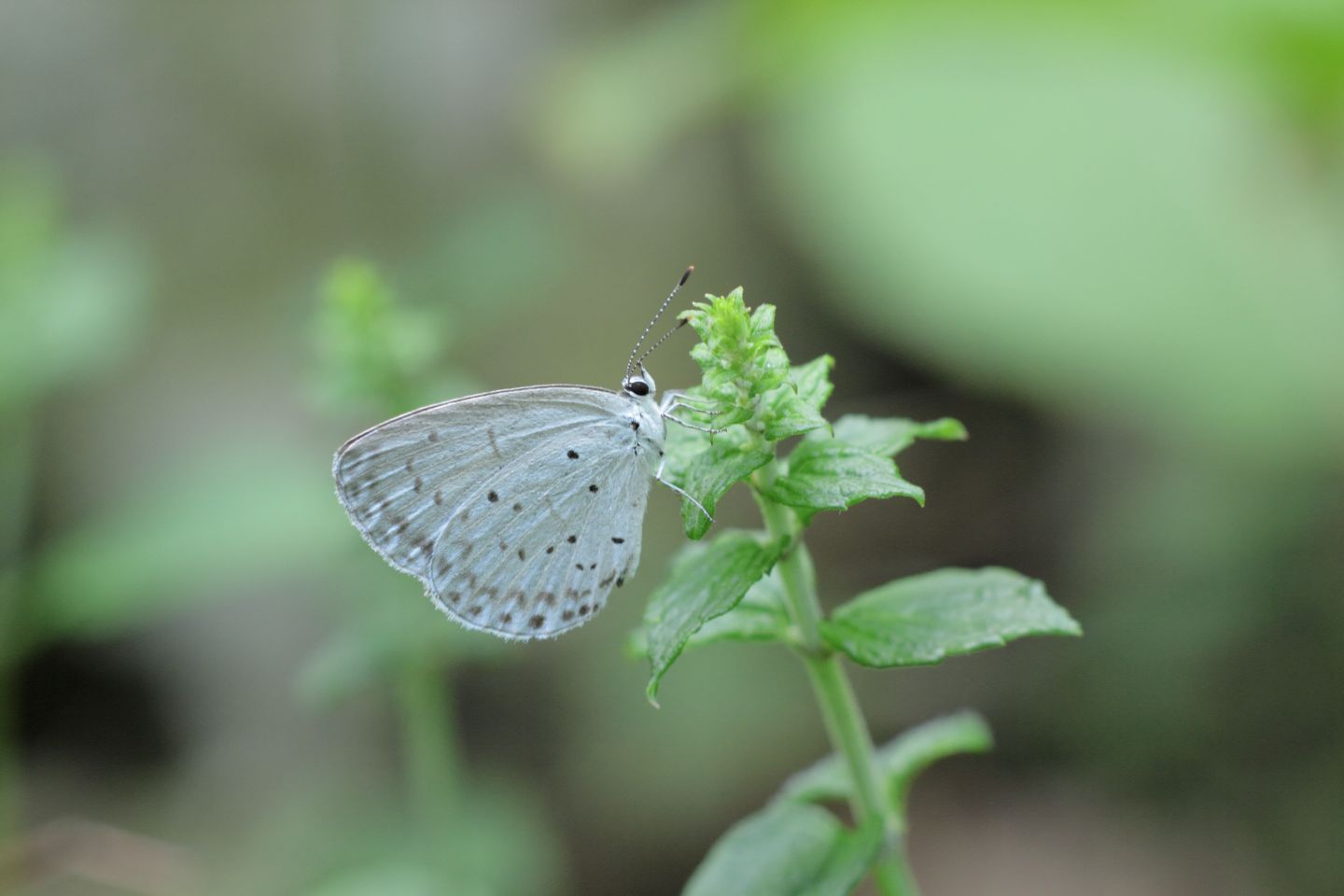 Canon EOS 60D + Canon EF100mm F2 USM + Extension Tube EF25II