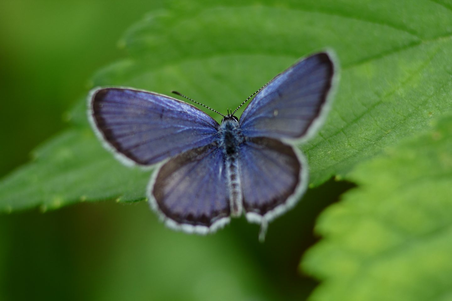 Canon EOS 60D + Canon EF100mm F2 USM + Extension Tube EF25II