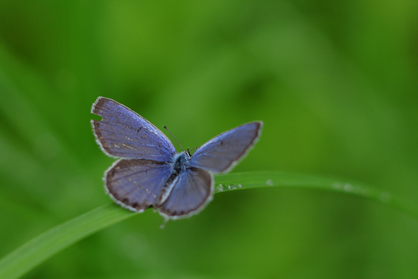 Canon EOS 60D + Canon EF100mm F2 USM + Extension Tube EF25II