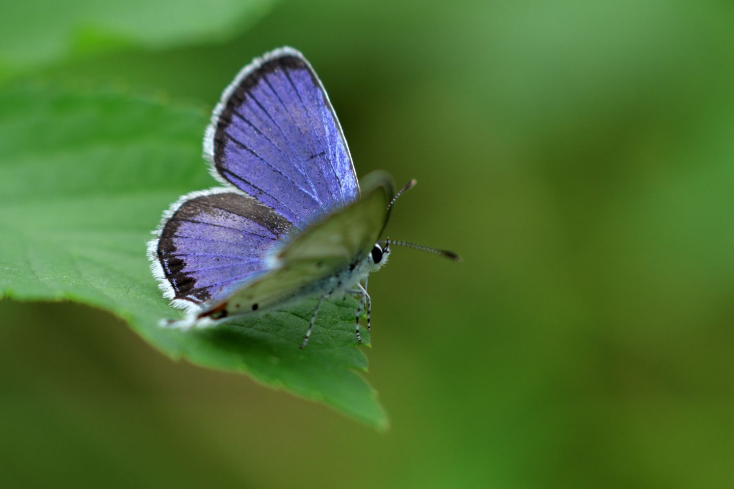 Canon EOS 60D + Canon EF100mm F2 USM + Extension Tube EF25II